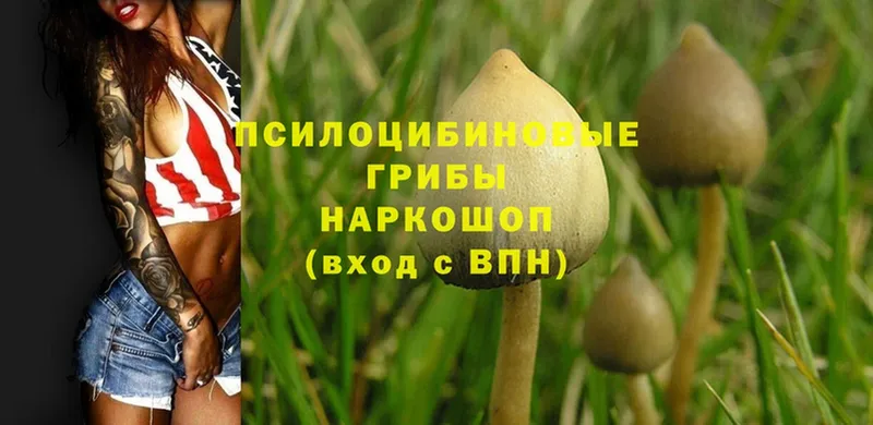 Псилоцибиновые грибы GOLDEN TEACHER  Сертолово 